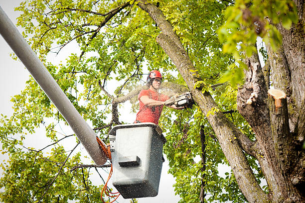 Tree Health Inspection in Frackville, PA